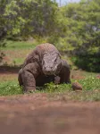 Full Day Go 6 Komodo Destinations By SpeedBoat From Labuan Bajo - เปิดใหม่