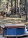 Enjoy the stars and the deer under the ponderosa pines