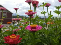 Hillcrest Farm Market B&B Hotels near Black Mountain