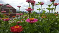 Hillcrest Farm Market B&B