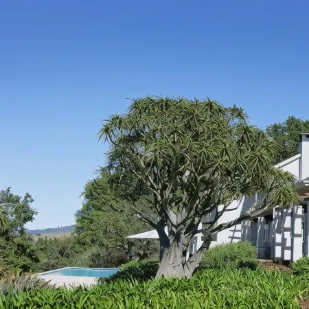 Sugarbird Manor