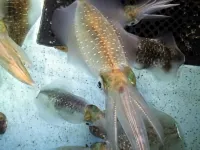 Minshuku Kyusuke Hotel a Wakasa