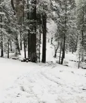 Sequoia Forest Cabin—Lake & River—Ski, Raft, Hike, Bike and More - Chalets