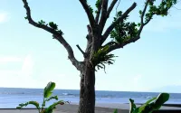 Lynn Resort Carita - sul mare