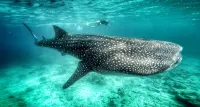 Noovilu Suites Guesthouse Maldives - Wifi