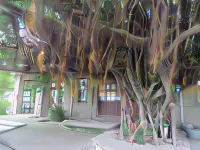 تاينان إن