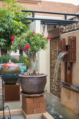 La Seine City Resort, Chiang Mai