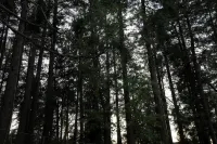 Dreamy Cabin Escape in the Trees l Hot Tub + Tree Swings Near Lake Gregory