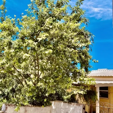 Cozy Corner - Vacation Rental in Beautiful Barbados