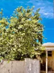 Cozy Corner - Vacation Rental in Beautiful Barbados Hotels in 