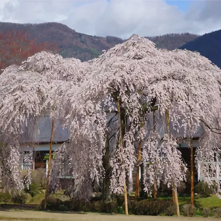 Ryokan Otaya Hotels in Iida