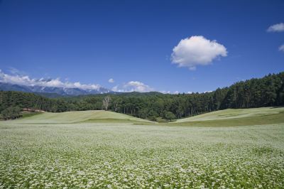 ホテル周辺 やまなか館の写真