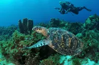 Le Manguier Panoramique
