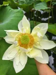 Floral · Rizhao Youyou Valley Homestay