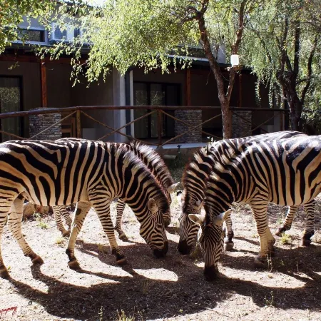 Dream of Africa Bush Lodge