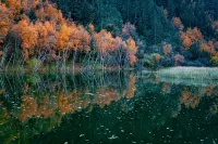 臨潭野林關大酒店 - 山景