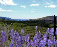 INSIDE YOSEMITE! 10 Minutes From Yosemite Valley. Summer and fall openings!