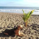 El Belga Loco - Beach