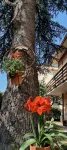 B&B Il Cedro Hotel di Foligno