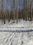 Secluded Cozy Cedar Wood Cabin in 20 acres of native woods, on the Paw Paw river - Alppimaja