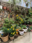 Phuong Hong Guesthouse - Pensions