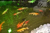 ヴィラ ビバ ベルギカ - 2つ星