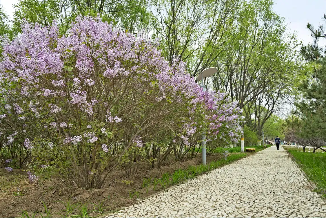 Hotels near Dongxiaokou Forest Park