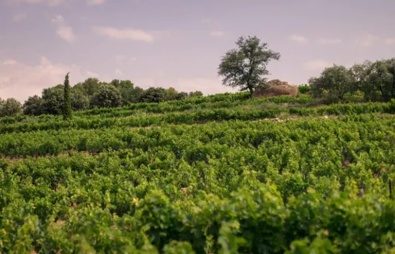 勒馬斯德伊瓦加德酒店