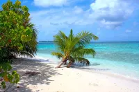 Plumeria Maldives - Beach