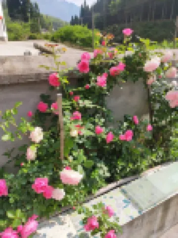 井岡山小井農家樂