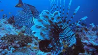 Rashuthere Maldives 벨리간두 호텔