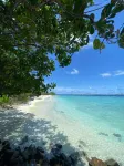 Paradise Palms