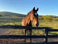 Beautifully renovated 1780 historic estate and horse farm