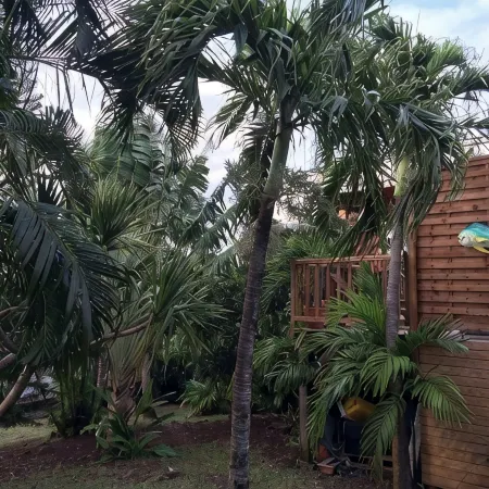 T3 Montana 2, DESHAIES, 350 m Grande Anse, 5/7 people, 2 bedrooms + living room, terrace.