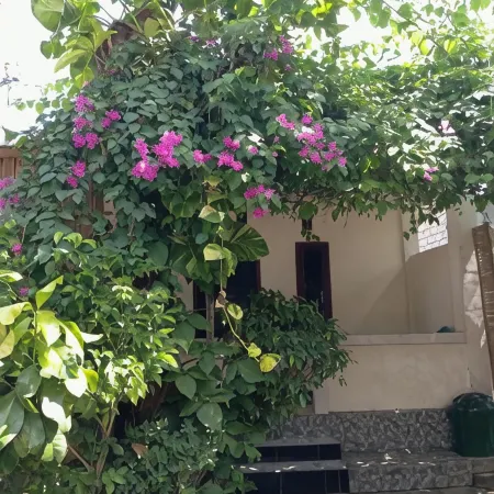 Pedek Homestay