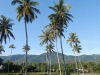 Amarin Samui Hotel Hotels near Samui Disc Golf
