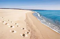 Faunele