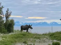 308 Moose Unit -  Kenai Minutes from downtown and two blocks to the Beach! - 3 stjerner
