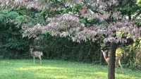 One bedroom w Private Entrance close to DC - Wifi