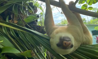 Hotel Green Mountain Cahuita