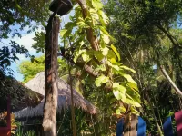 Eco Hotel Las Palmeras Hotels in Cartagena