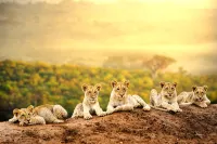 Simba & Oryx Nature Camp - 3-Star