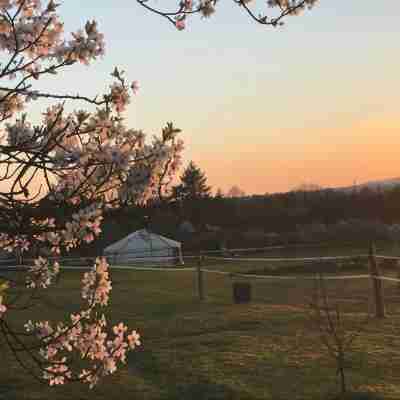 Yourte Mongole Others