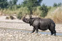 King Jungle Walk Safari &  Home Stay