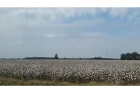 Cottage on riverbank one mile from Clarksdale in gated community