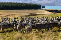 Tekapo Haven with Deck and Stargazing Sky - Hot Springs