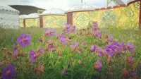 Ruoergai Junlin Holy Land Self-Driving Camp B&B