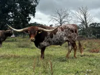 Spring Retreat, Personal Grill, Pet Friendly - Homestays