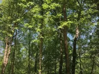 The Wildwood Haven Hotels in Lee County