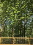 The Wildwood Haven